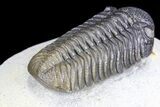 Multi-Toned Morocops Trilobite - Excellent Specimen #86741-4